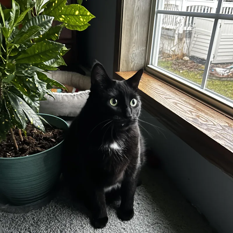 An adult large-sized female Black Domestic Short Hair cat named Silhouette for adoption in Royal Oak, MI