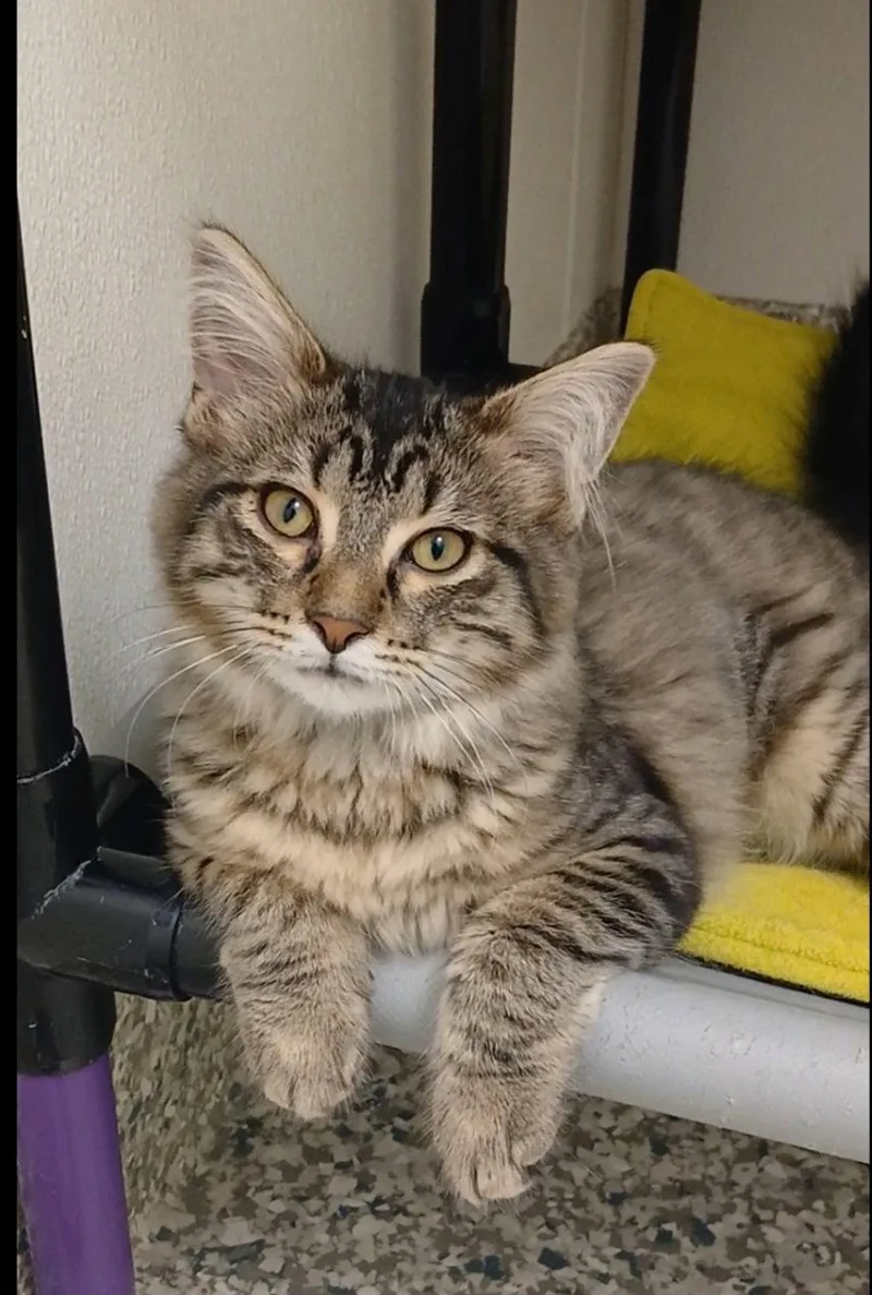 A baby medium-sized female Tabby cat named Flower for adoption in Bay City, MI