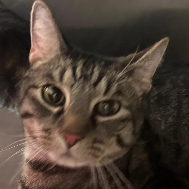 An adult large-sized male Brown / Chocolate Domestic Short Hair cat named Smokey for adoption in Lakewood, CO