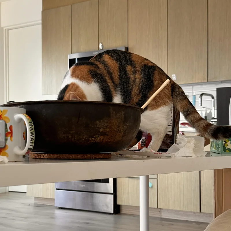 Callie : thumbnail 3