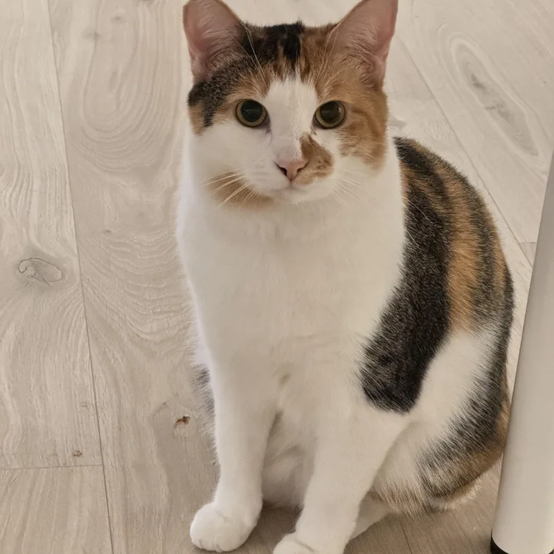 Callie : thumbnail 4