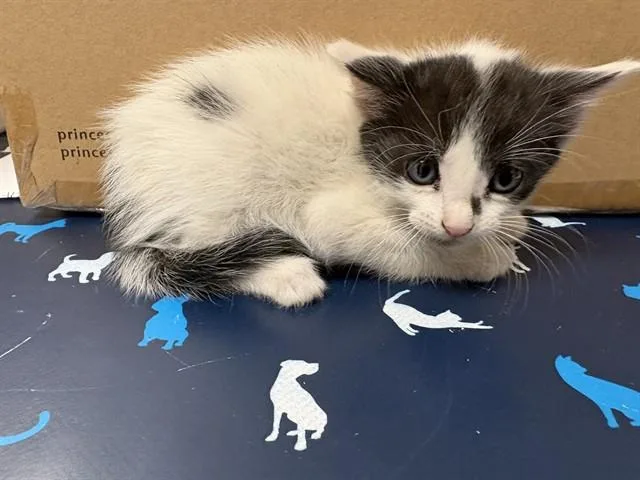 A baby small-sized male Domestic Short Hair cat named Nico for adoption in Ontario, CA