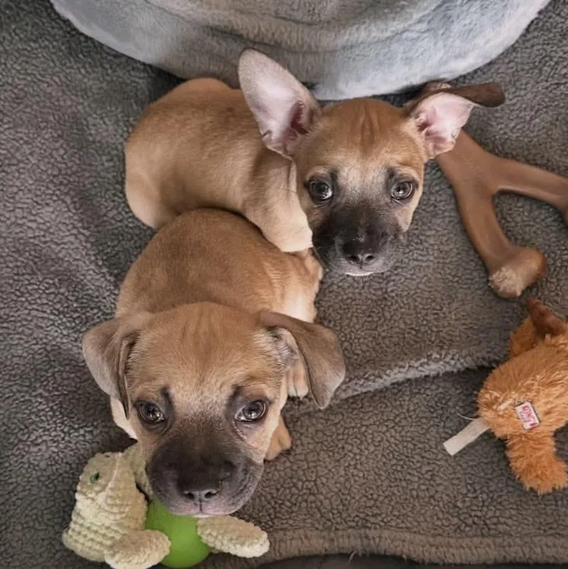 A baby small-sized male Apricot / Beige French Bulldog dog named Telli for adoption in Warren, RI