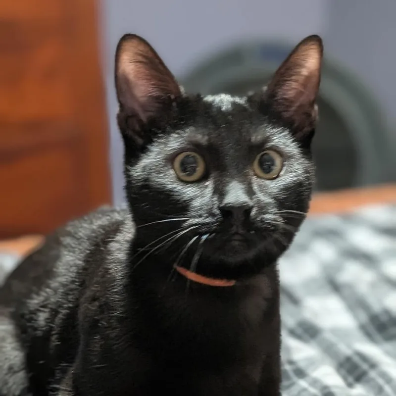 A young medium-sized male Black Domestic Short Hair cat named Pumpkin for adoption in Medina, OH