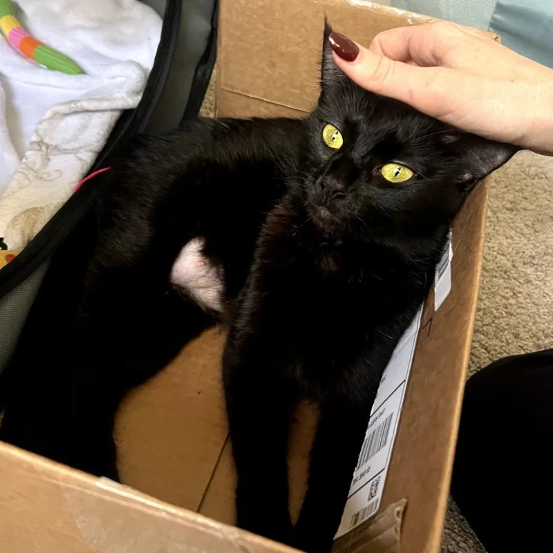 An adult small-sized female Black Domestic Short Hair cat named Paloma for adoption in Long Beach, CA