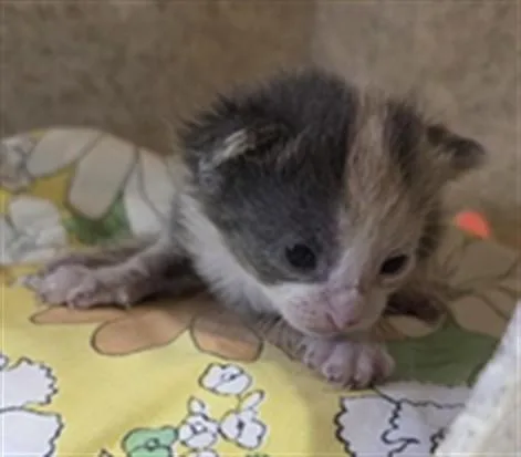 A baby small-sized female Domestic Short Hair cat named Sherbet for adoption in Louisville, KY