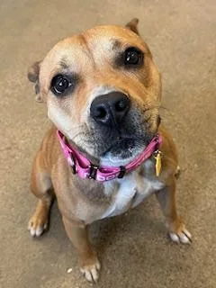 A young medium-sized female Brown / Chocolate Pit Bull Terrier dog named Gorgeous for adoption in Cleveland, OH