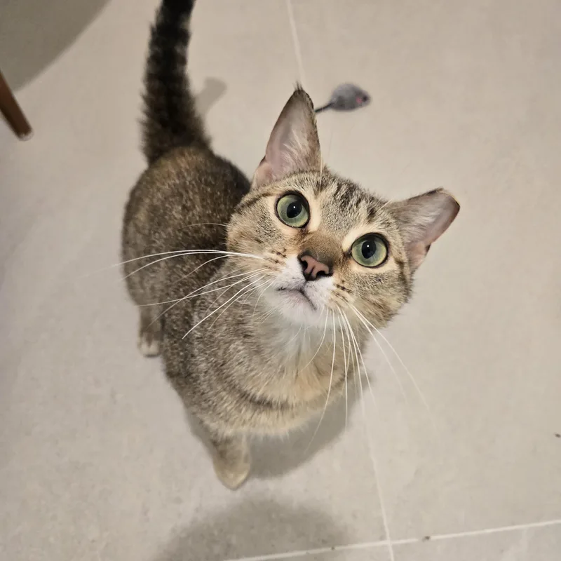 An adult medium-sized female Torbie Domestic Short Hair cat named Suzie for adoption in Evanston, IL