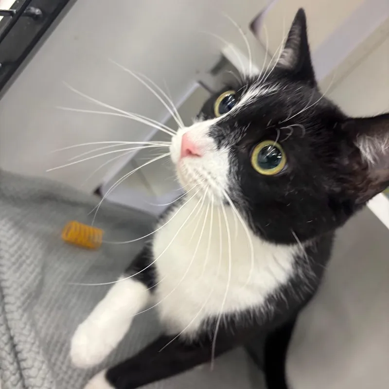 A young medium-sized female Black Domestic Short Hair cat named Arcadia for adoption in Hamburg, NY