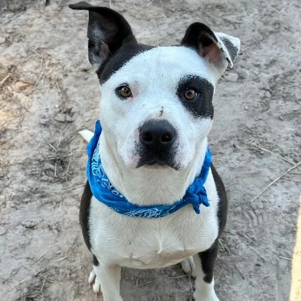 An adult large-sized male Black Pit Bull Terrier dog named Pinto Bug Your Painted for adoption in Friendswood, TX