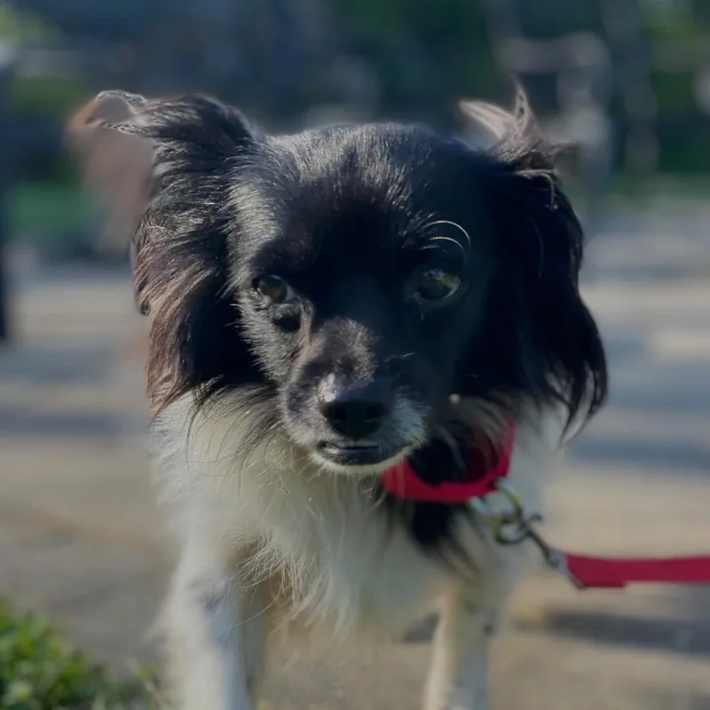 An adult small-sized male Papillon dog named Frankie for adoption in University Place, WA