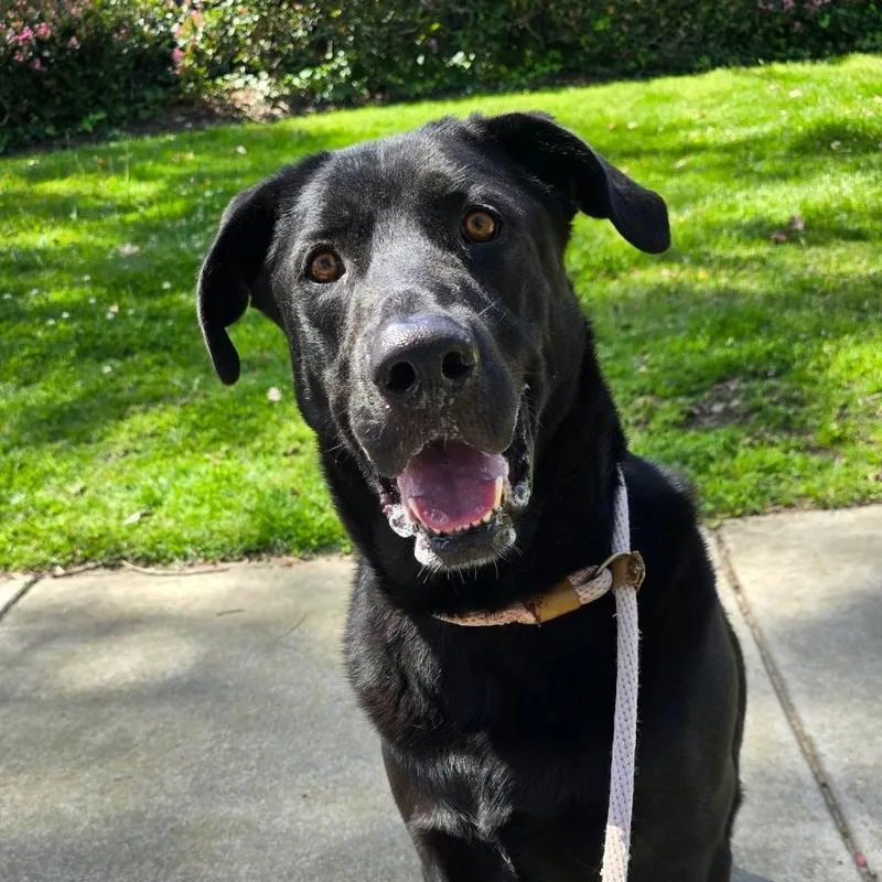 An adult large-sized male Labrador Retriever dog named Simon for adoption in Newport Beach, CA