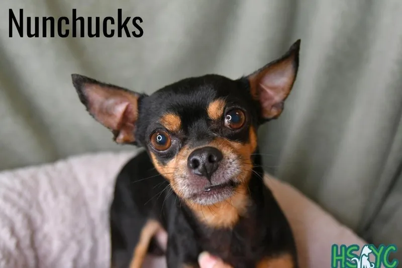 Nunchucks thumbnail 2
