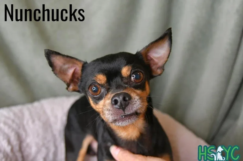 Nunchucks thumbnail 3