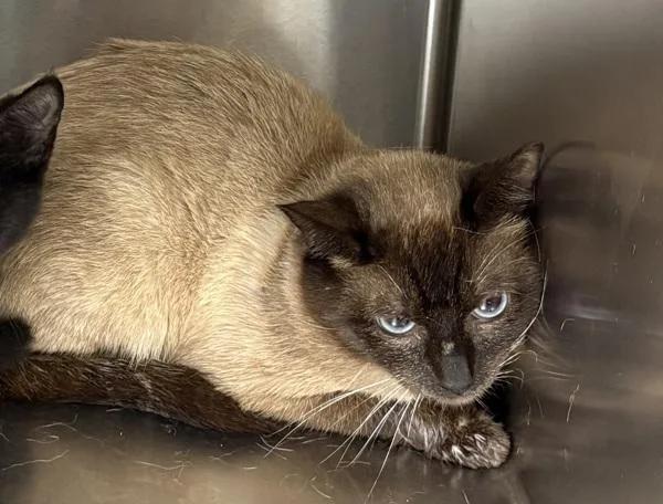 An adult small-sized female Domestic Short Hair cat named Nf Kiku for adoption in Lawrenceville, GA