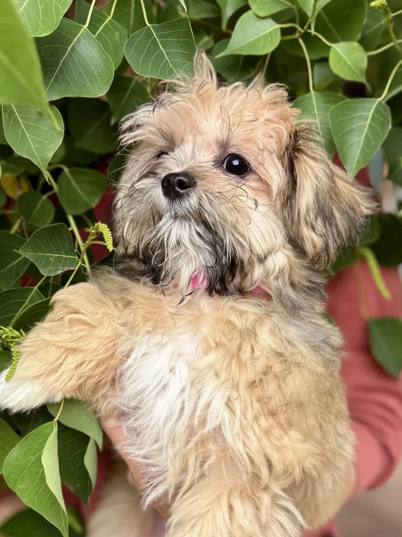 Baby London thumbnail 3