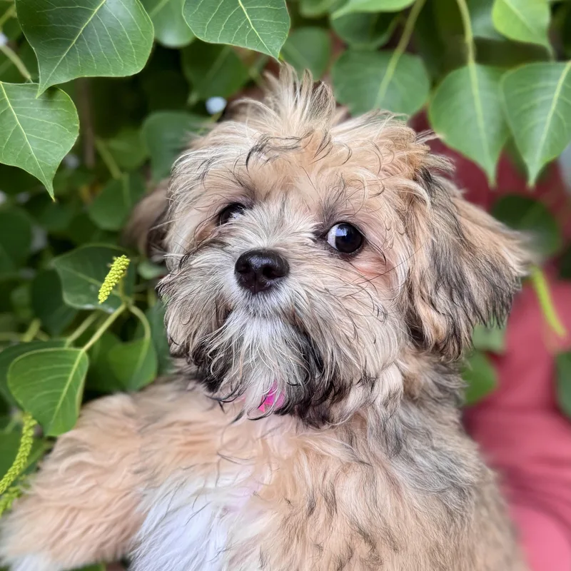 Baby London thumbnail 4