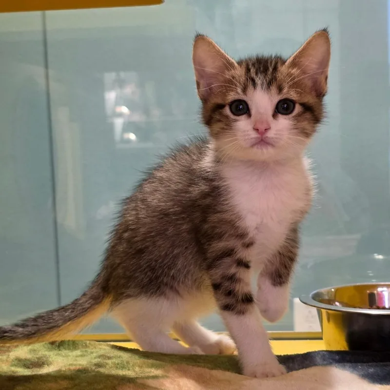 A baby small-sized female Brown / Chocolate Domestic Short Hair cat named Misty for adoption in Abilene, TX