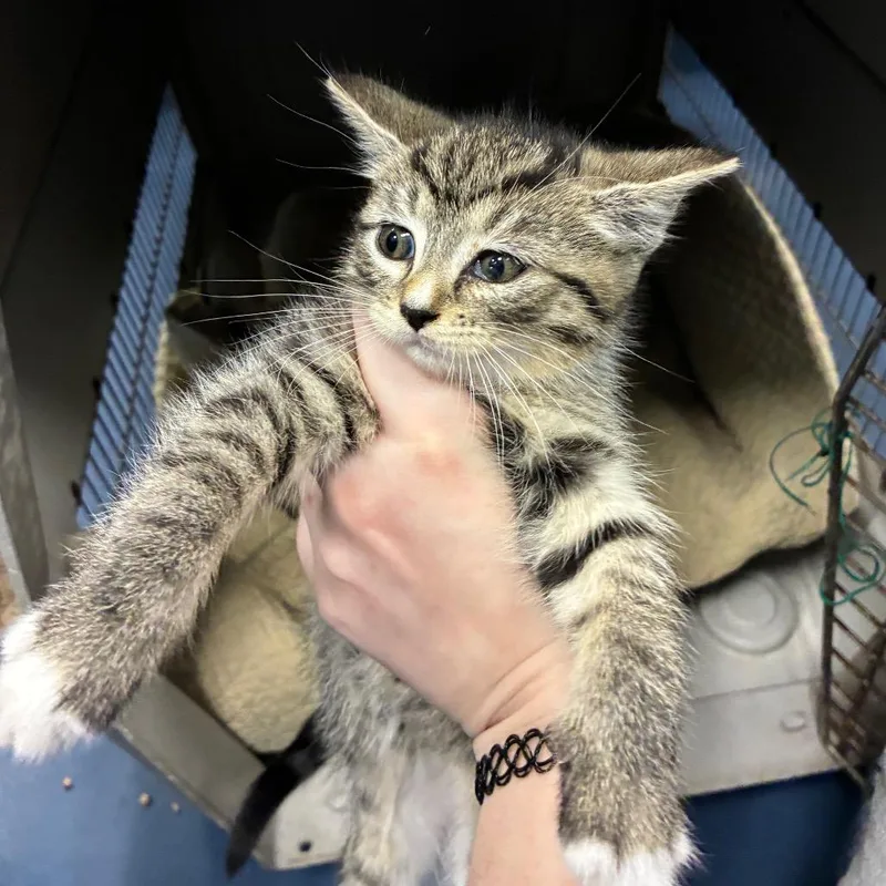 A baby small-sized female Gray / Blue / Silver Domestic Short Hair cat named Macaw for adoption in Greensboro, NC