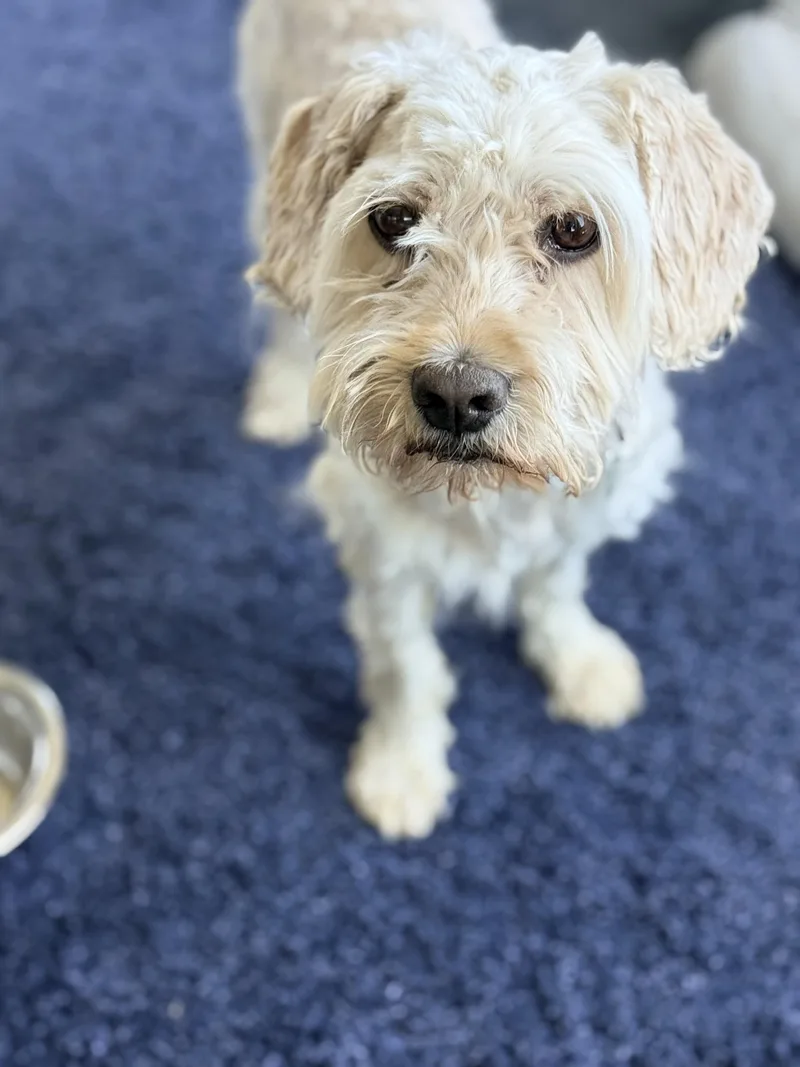 An adult small-sized male White / Cream Terrier dog named Chowder for adoption in El Segundo, CA