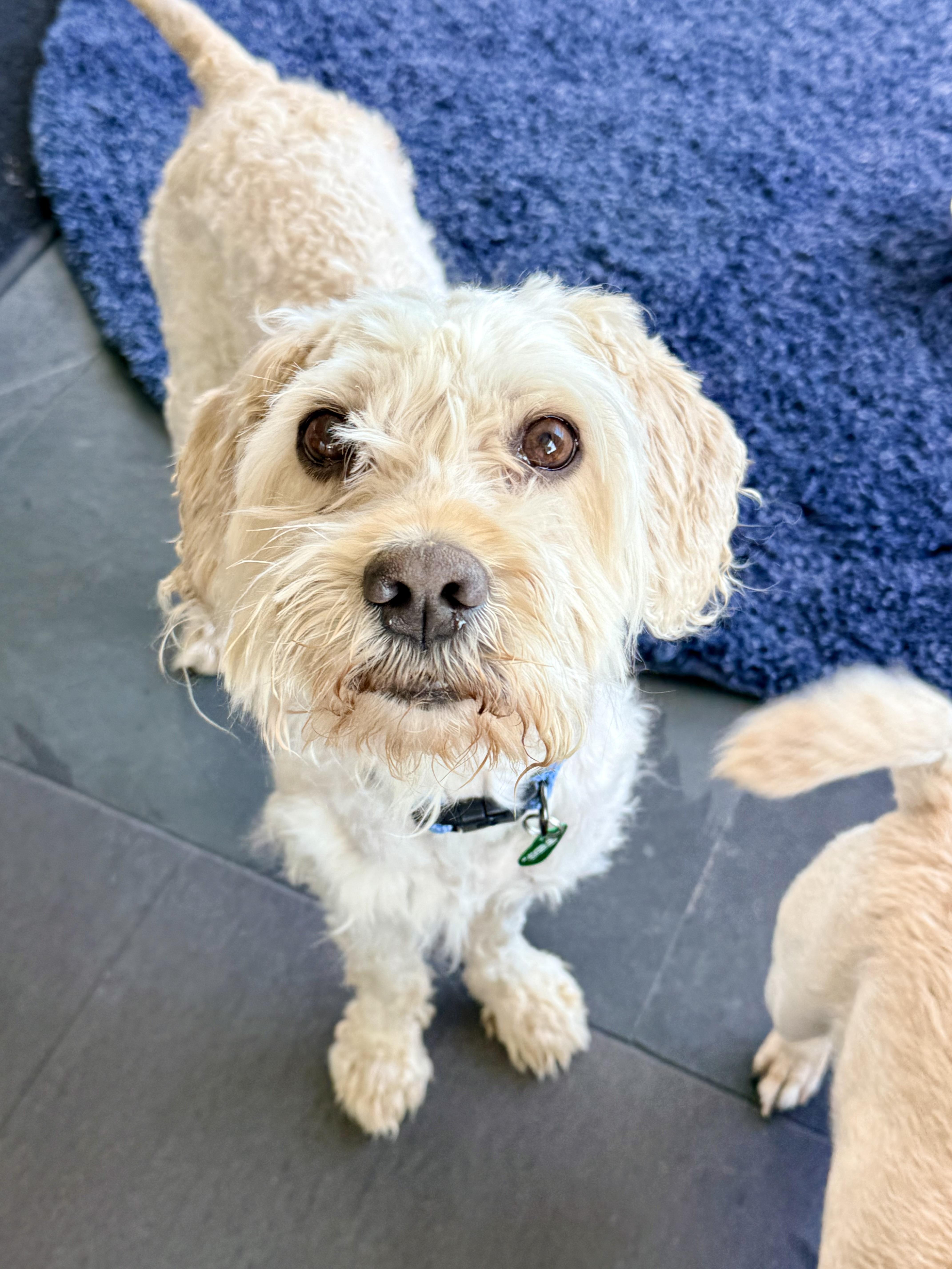 Chowder thumbnail 5