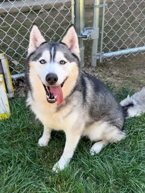 An adult medium-sized female Gray / Blue / Silver Husky dog named Akira for adoption in Amery, WI