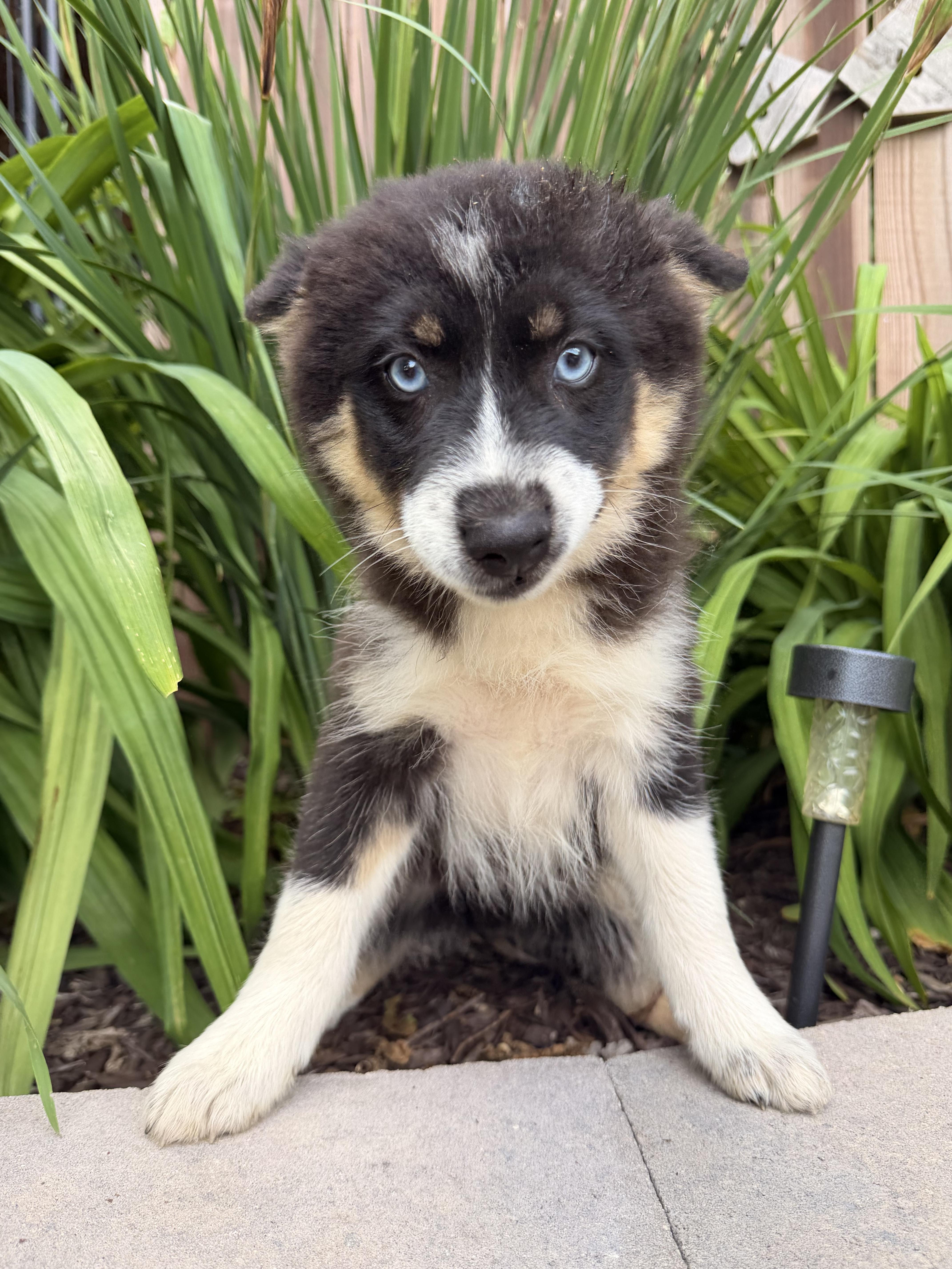 A baby medium-sized male Tricolor (Brown, Black, & White) Pomsky dog named River for adoption in North Freedom, WI
