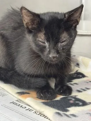 A young medium-sized male Domestic Short Hair cat named Malakai for adoption in San Antonio, TX