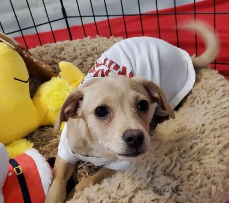 French Onion thumbnail 2