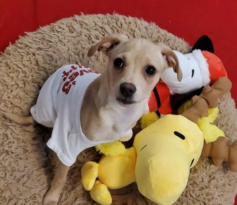 French Onion thumbnail 3