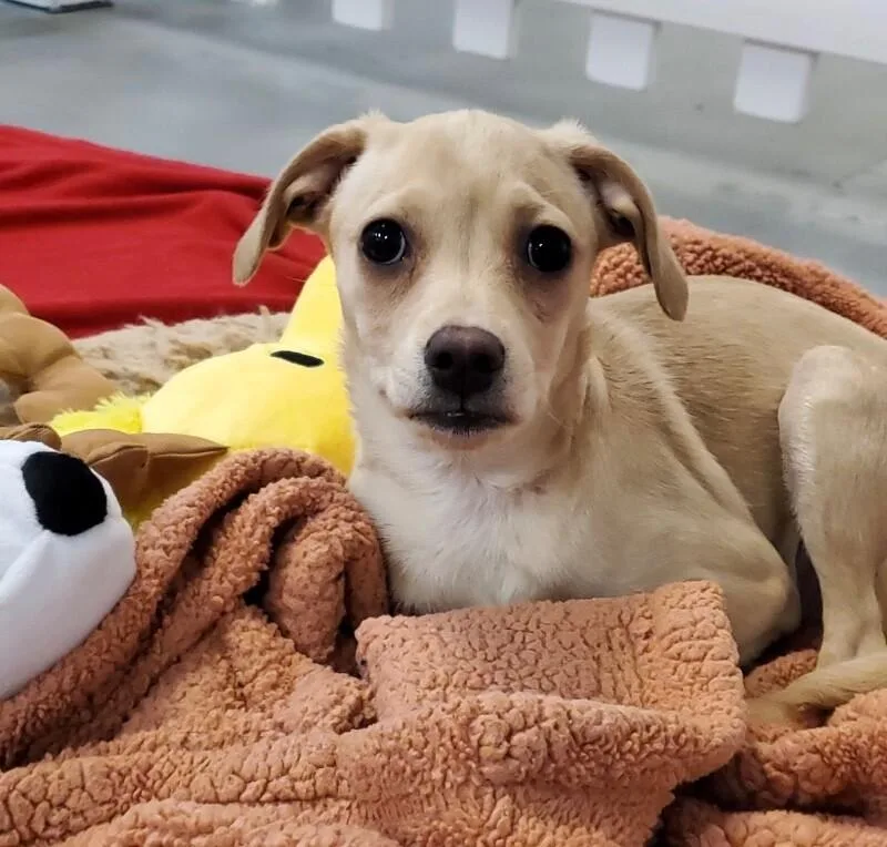 French Onion thumbnail 4