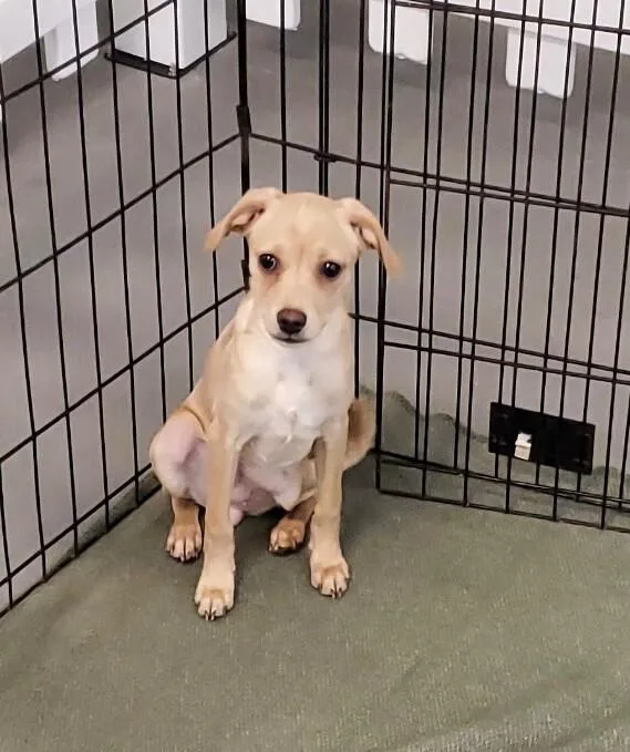 French Onion thumbnail 5