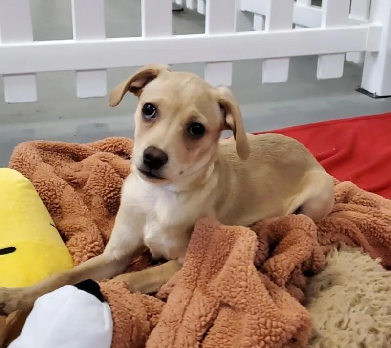 French Onion thumbnail 6