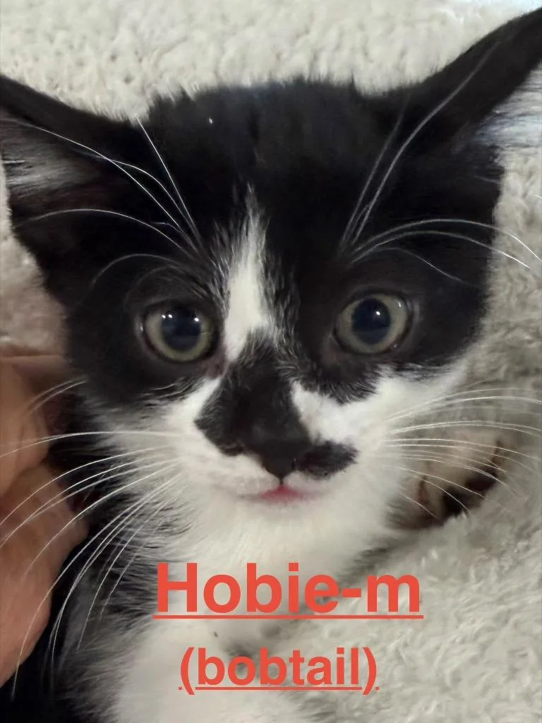 Hobie