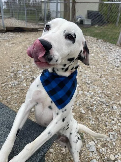 An adult medium-sized male Dalmatian dog named Pongo for adoption in Centralia, IL