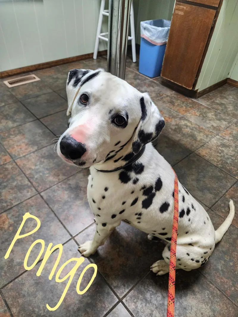 Pongo thumbnail 2