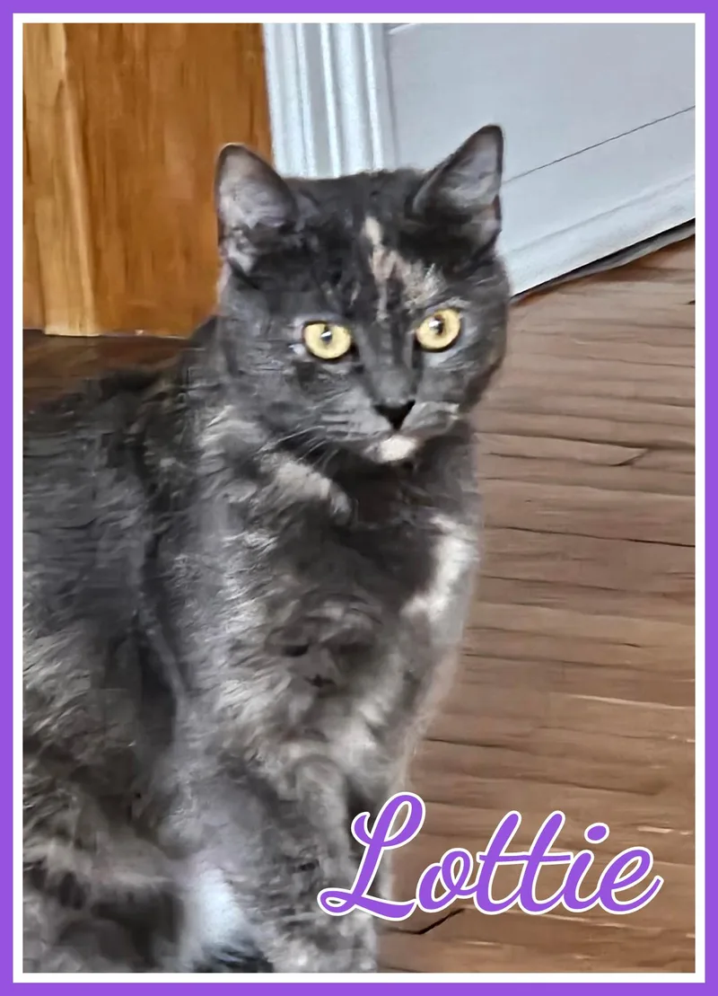 A young medium-sized female Gray / Blue / Silver Dilute Calico cat named Lottie for adoption in Valley City, ND