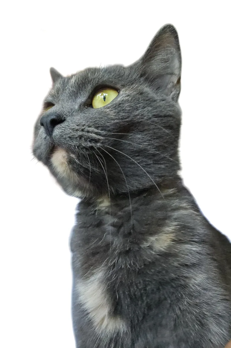 Lottie thumbnail 2