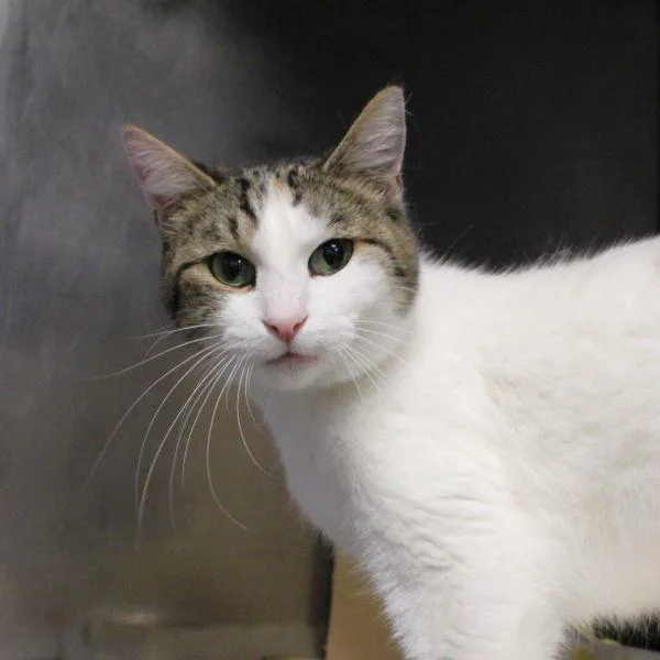 An adult medium-sized female Domestic Short Hair cat named Vira Bonded Buddy for adoption in Des Moines, IA