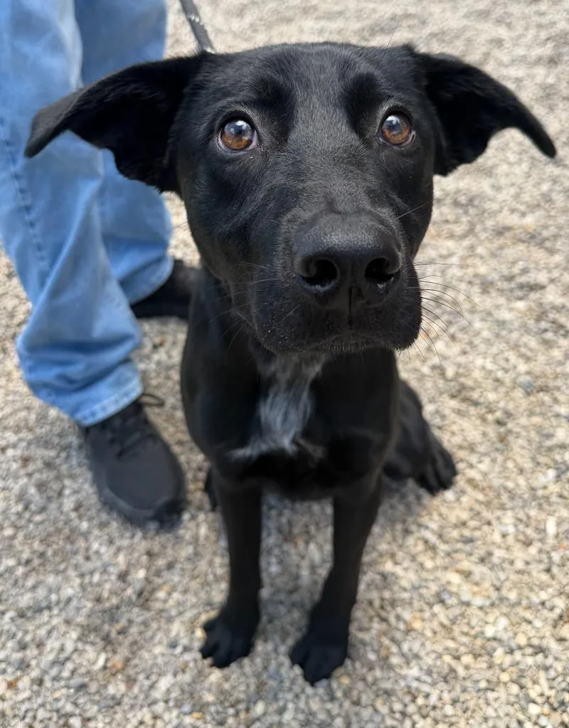 A baby medium-sized male Labrador Retriever dog named Zero for adoption in Lima, OH