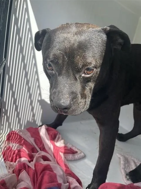 A young large-sized male Staffordshire Bull Terrier dog named A for adoption in Houston, TX