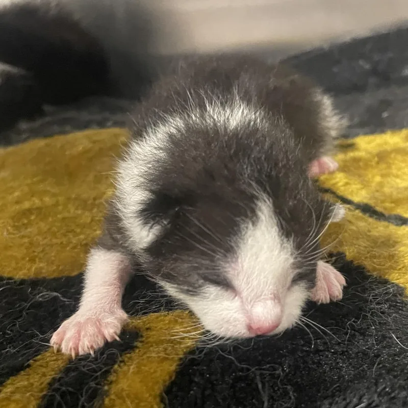 A baby small-sized female Black Domestic Short Hair cat named Astrid for adoption in Tampa, FL