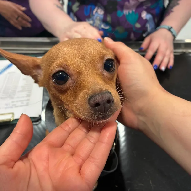 A senior small-sized female Brown / Chocolate Chihuahua dog named Funny Muffler for adoption in Northbrook, IL