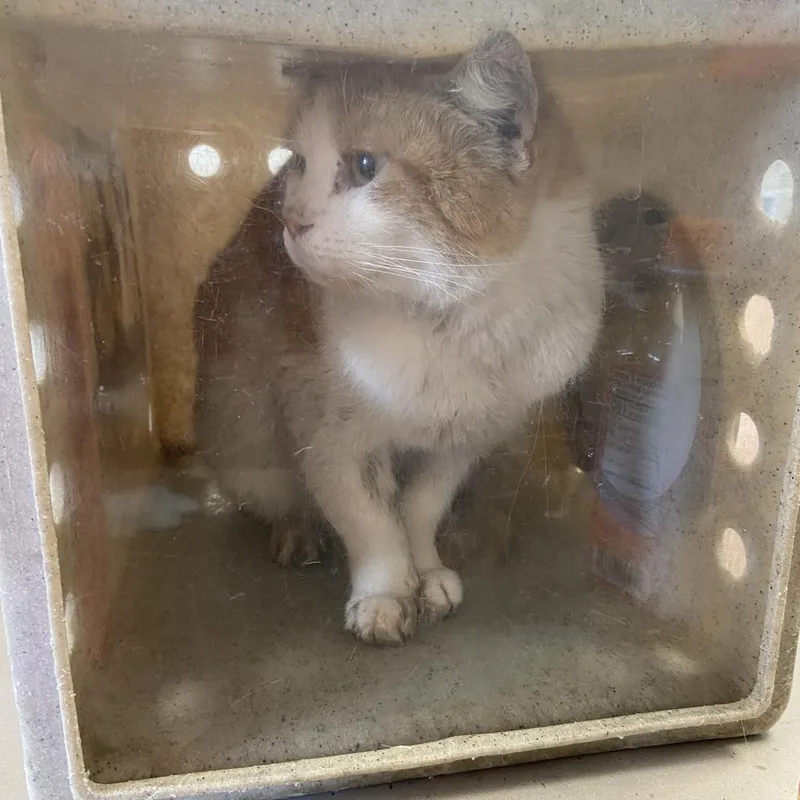 A senior medium-sized male Orange / Red Domestic Short Hair cat named Aloe for adoption in Philadelphia, PA