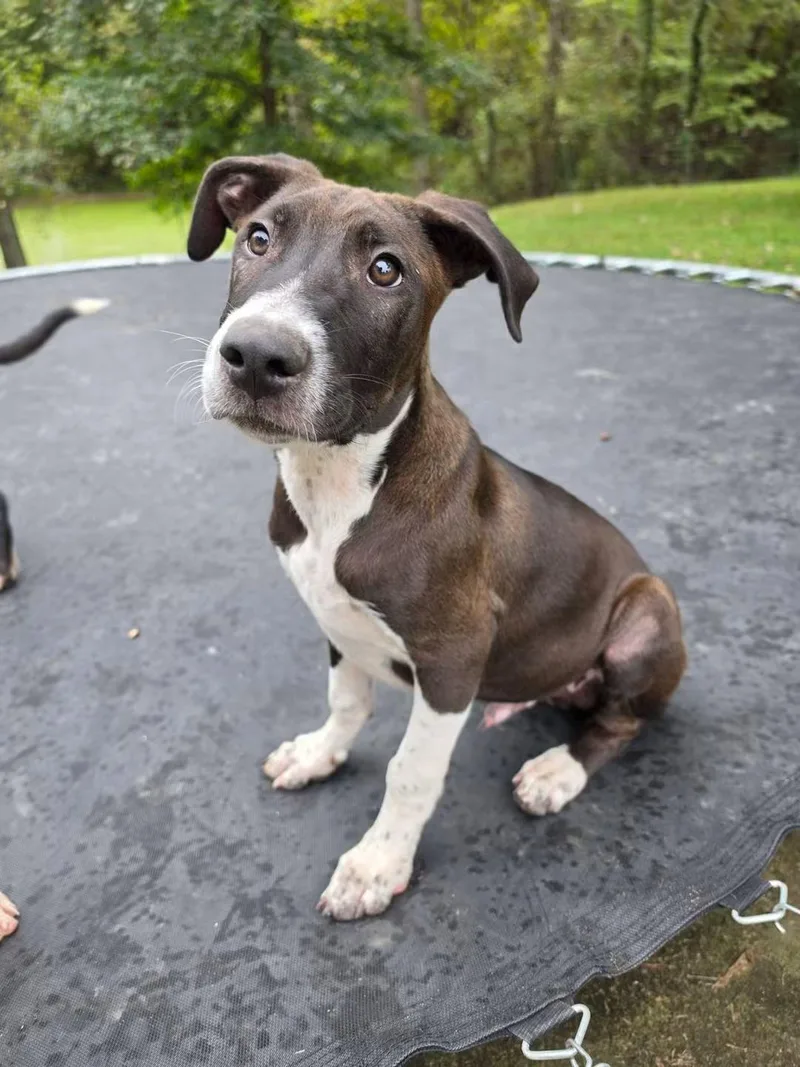 A baby large-sized male Pit Bull Terrier dog named Gideon for adoption in Lexington, MO