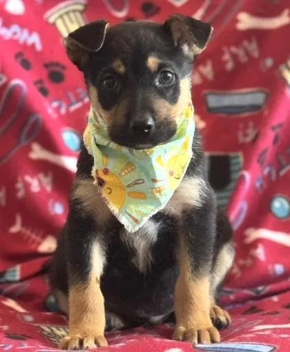 A baby medium-sized male German Shepherd Dog dog named Indigo for adoption in Madison, NJ