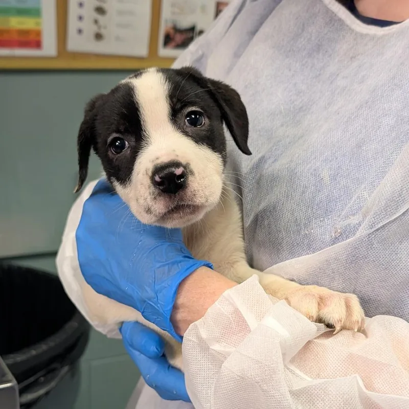 A baby small-sized female Black Retriever dog named Mermaid for adoption in Greenville, SC