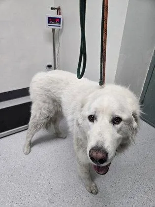 An adult extra large-sized male Great Pyrenees dog named Osobuco for adoption in Oakland, CA