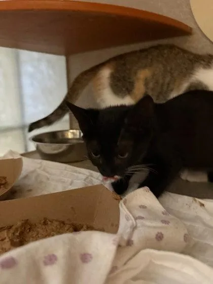 A baby small-sized female Domestic Short Hair cat named Latte for adoption in Washington, DC