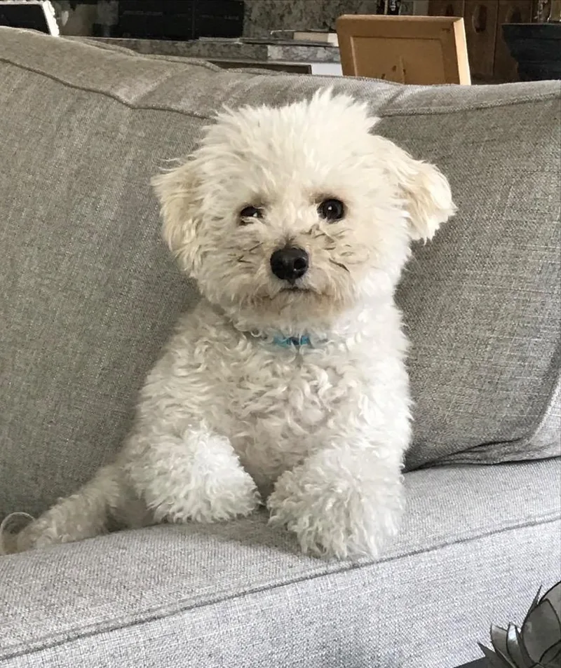 An adult small-sized male White / Cream Bichon Frise dog named Eugene for adoption in Shingle Springs, CA